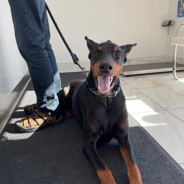 Pets at Lakeshore Woods Animal Hospital, photo 1