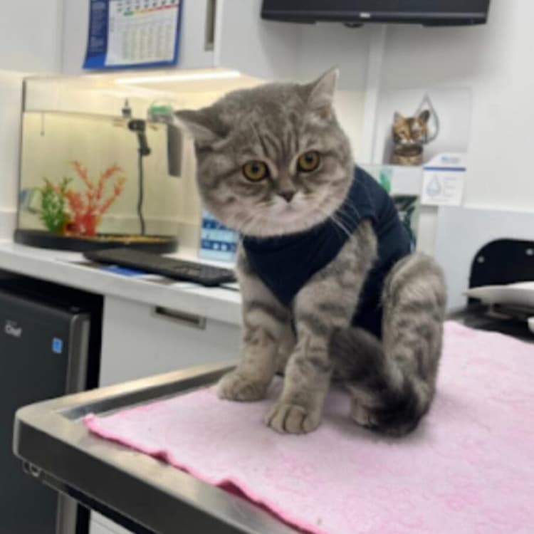 Pets at Lakeshore Woods Animal Hospital