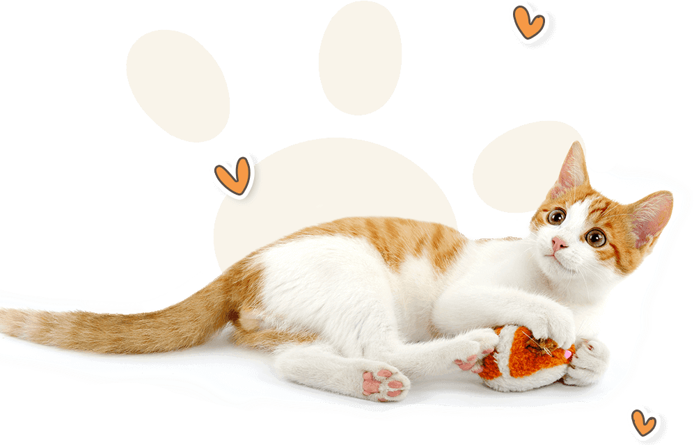 Kitten playing with a toy