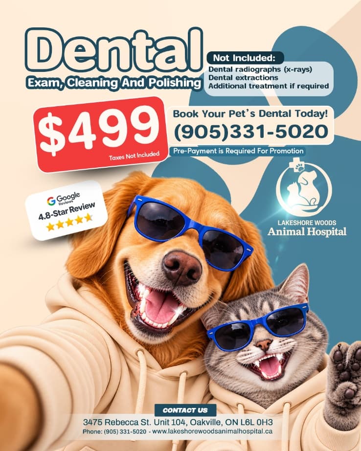Dental Exam, Cleaning & Polishing promotion flyer
